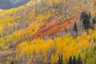 USA, Colorado, San Juan National Forest. Orange scrub oaks and aspen trees on mountainside. Art Print